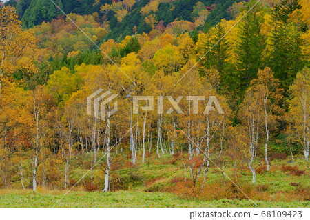 Shirakaba Tanohara Marshland vivid yellow birch leaves Shirakaba Tanohara Marshland vivid yellow birch leaves 68109423