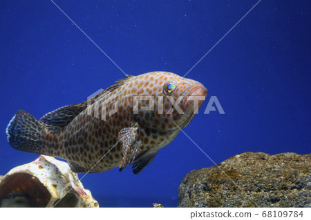 Omonhata幼魚石斑魚 68109784