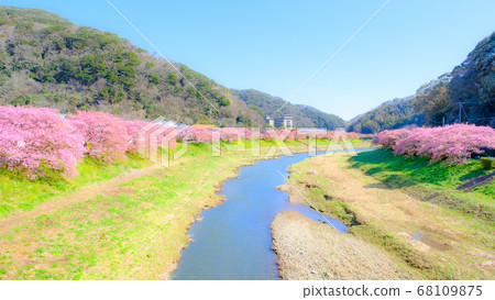 Kawazu Sakura in Shimogamo, Minamiizu-cho (soft focus) 68109875