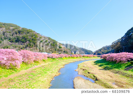 Kawazu cherry blossoms in Shimogamo, Minamiizu-cho 68109876