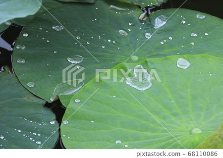 蓮花葉子和水滴 蓮花葉子和水滴 68110086