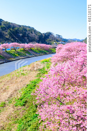 Kawazu cherry blossoms in Shimogamo, Minamiizu-cho Kawazu cherry blossoms in Shimogamo, Minamiizu-cho 68110171