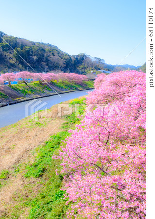 Kawazu Sakura in Shimogamo, Minamiizu-cho (soft focus) Kawazu Sakura in Shimogamo, Minamiizu-cho (soft focus) 68110173