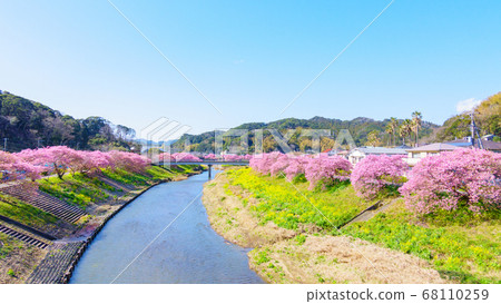 南伊豆町下鴨的川津櫻花 南伊豆町下鴨的川津櫻花 68110259
