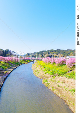 Kawazu cherry blossoms in Shimogamo, Minamiizu-cho Kawazu cherry blossoms in Shimogamo, Minamiizu-cho 68110260