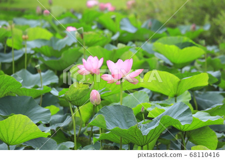 粉色荷花 68110416