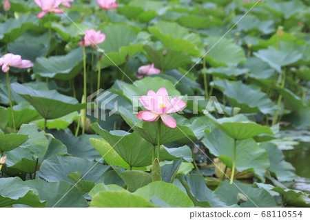 粉色荷花 68110554