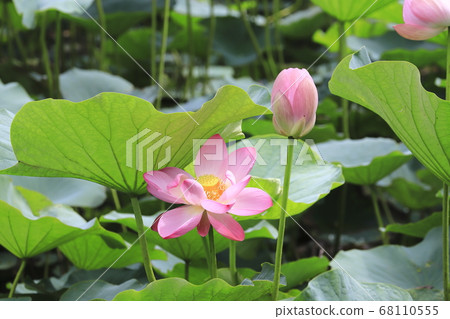 Pink lotus flower Pink lotus flower 68110555