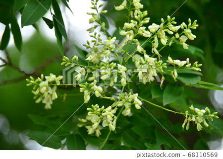 槐屬的白花 68110569