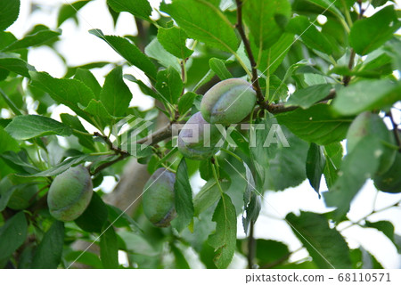 修剪水果 68110571