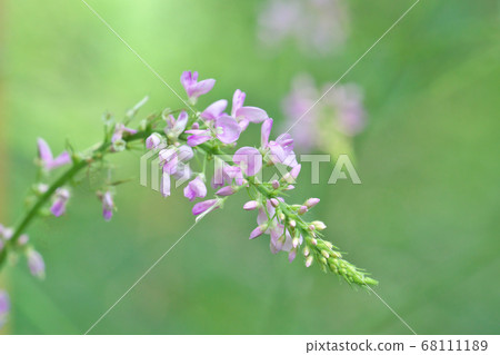 Close up of the tip of the racemes 68111189