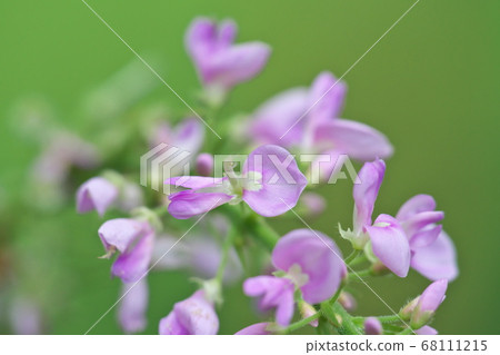 富士大象花特寫照片 照片素材 圖片 圖庫