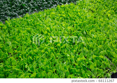 Rows of ripe green spinach plants in greenhouse Rows of ripe green spinach plants in greenhouse 68111267