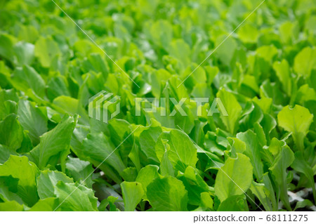 Rows of ripe green spinach plants in greenhouse 68111275