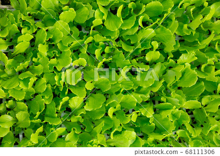 Rows of ripe green spinach plants in greenhouse 68111306