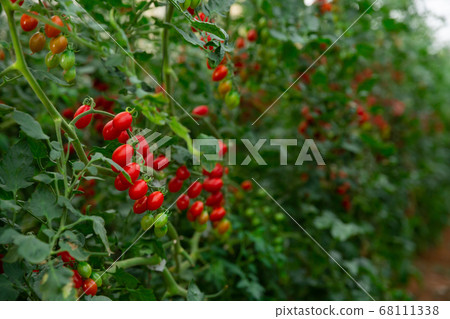 Red grape tomatoes ripening in clusters in glasshouse Red grape tomatoes ripening in clusters in glasshouse 68111338