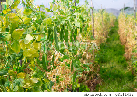Ripe peas on the branches in the garden Ripe peas on the branches in the garden 68111432