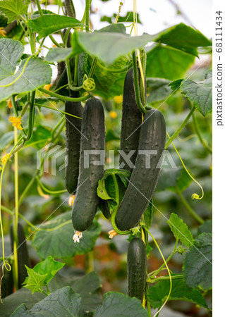 Ripe cucumbers grow on branches in greenhouse Ripe cucumbers grow on branches in greenhouse 68111434