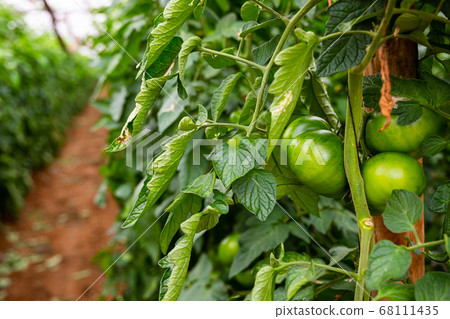 Closeup of green tomatoes ripening in glasshouse Closeup of green tomatoes ripening in glasshouse 68111435