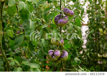 Blue ripe tomatoes grow on branches in greenhouse Blue ripe tomatoes grow on branches in greenhouse 68111439
