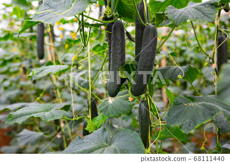 Ripe cucumbers grow on branches in greenhouse Ripe cucumbers grow on branches in greenhouse 68111440