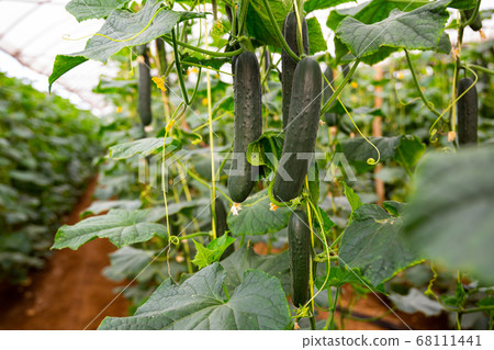 Ripe cucumbers grow on branches in greenhouse Ripe cucumbers grow on branches in greenhouse 68111441