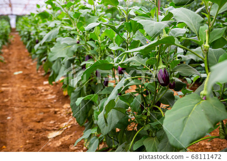 Purple eggplant fruits ripening on bushes in greenhouse 68111472