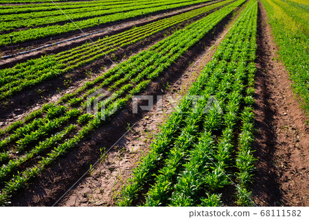 Growing of green arugula on farm field 68111582