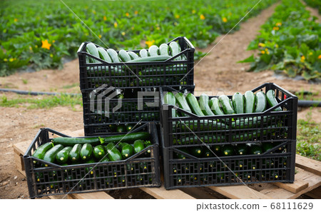 Freshly harvested green zucchini in boxes on plantation Freshly harvested green zucchini in boxes on plantation 68111629
