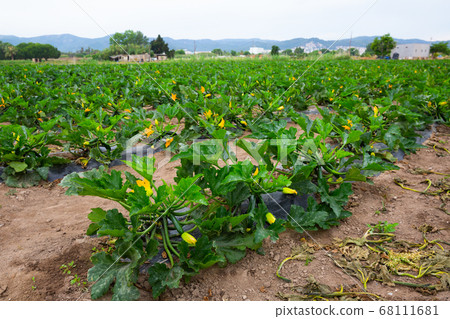Zucchini plants carefully growing in the garden 68111681