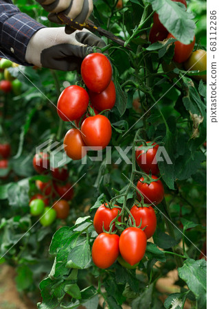 Hand in glove cutting tomatoes from branch 68112286