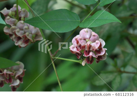 American phodo flower American phodo flower 68112316