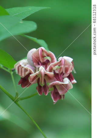 American phodo flower American phodo flower 68112318