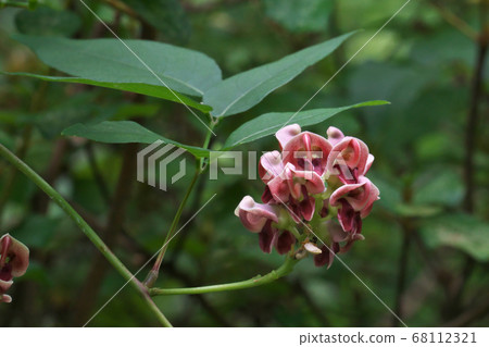 American phodo flower American phodo flower 68112321