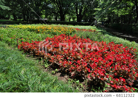 A flower bed of Kinuta Park where beautiful flowers such as salvia and pentas bloom 68112322