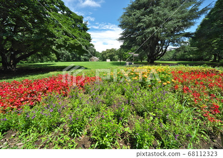 A flower bed of Kinuta Park where beautiful flowers such as salvia and pentas bloom A flower bed of Kinuta Park where beautiful flowers such as salvia and pentas bloom 68112323