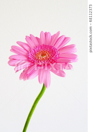 Gerbera Gerbera 68112373