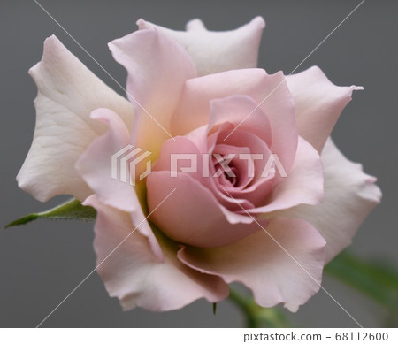 Pink rose flower close up Pink rose flower close up 68112600