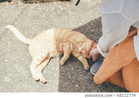 A friendly Yushima cat 68112774