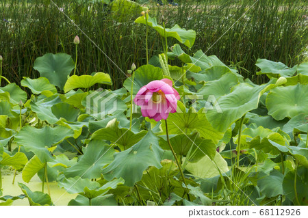 蓮花 68112926