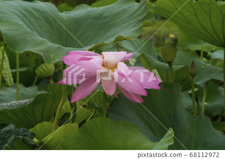 蓮花 蓮花 68112972