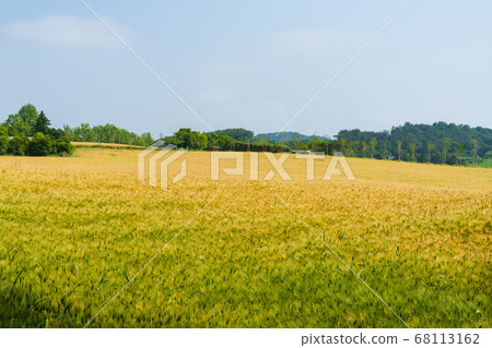 Green Barley Field, Gochang-gun, Jeonbuk Green Barley Field, Gochang-gun, Jeonbuk 68113162