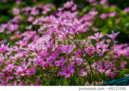 Flowers, buan-gun, jeonbuk Flowers, buan-gun, jeonbuk 68113190