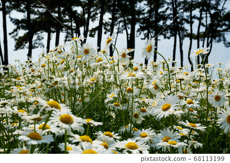 Flowers, buan-gun, jeonbuk Flowers, buan-gun, jeonbuk 68113199