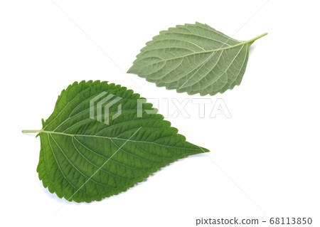 Sesame leaf Sesame leaf 68113850