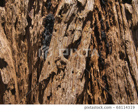A dry tree trunk with small burn marks A dry tree trunk with small burn marks 68114319