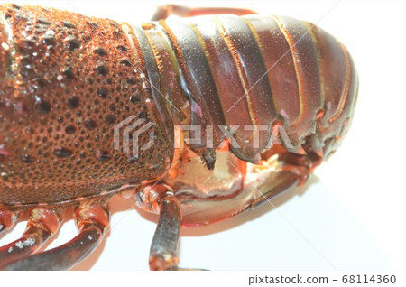 Ise shrimp isolated on white background Ise shrimp isolated on white background 68114360
