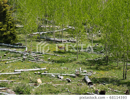 Deer in a clearing in a young deciduous forest Deer in a clearing in a young deciduous forest 68114393