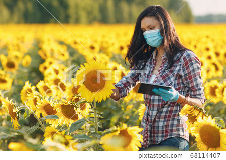 Woman farmer agronomist in gloves and face mask at sunflower field with tablet checking harvest 68114407