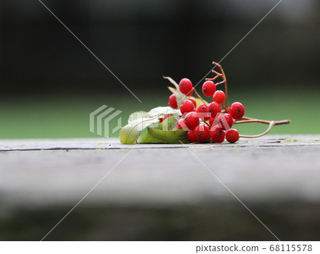 Rowan berries placed on a bench Rowan berries placed on a bench 68115578
